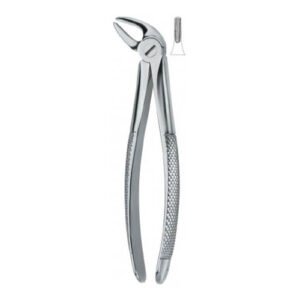 Lower Incisors And Canines 4